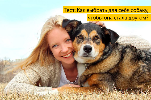 How to choose a dog for yourself to become a friend?
